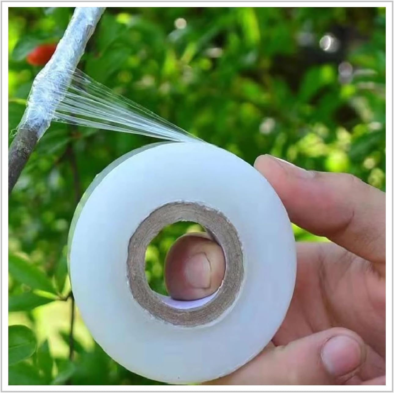 Fitas de vedação de plantas fita de enxertia de viveiro esticável transparente para mudas Fita de jardinagem de plantas de PVC Fita de planta de enxerto para árvores florais e frutíferas 5cm x 70m 1 Fitas de vedacao de plantas fita de enxertia de viveiro