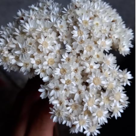 Flor sempre viva e sempre viva EXTRA TIPO 1, buquê com 800/1000 flores sempre vivas, Flores secas desidratadas(EXTRA natural,800 flores) 1 Flor sempre viva e sempre viva EXTRA TIPO 1 buque