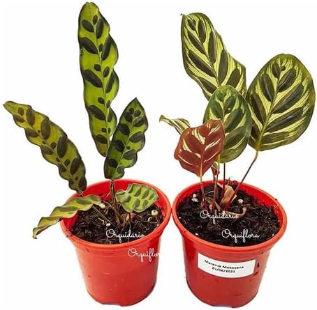 Kit 2 Mudas Maranta Cascavel E Pavão Com Plantas Naturais Exóticas Raras 1 Kit 2 Mudas Maranta Cascavel E Pavao Com Plantas Naturais