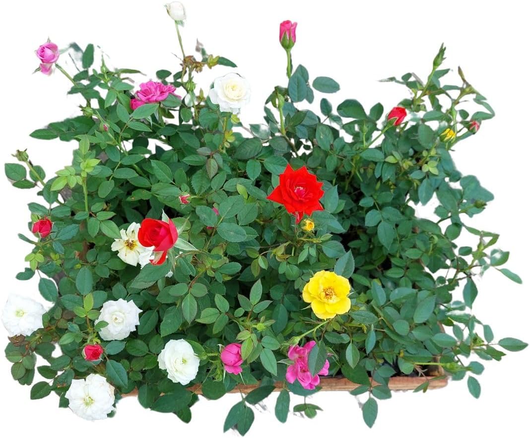 Kit 5 Mudas Mini Rosas Natural Planta Decoração Jardim Mista Ideal Vasos Jardineiras 1 Kit 5 Mudas Mini Rosas Natural Planta Decoracao Jardim Mista