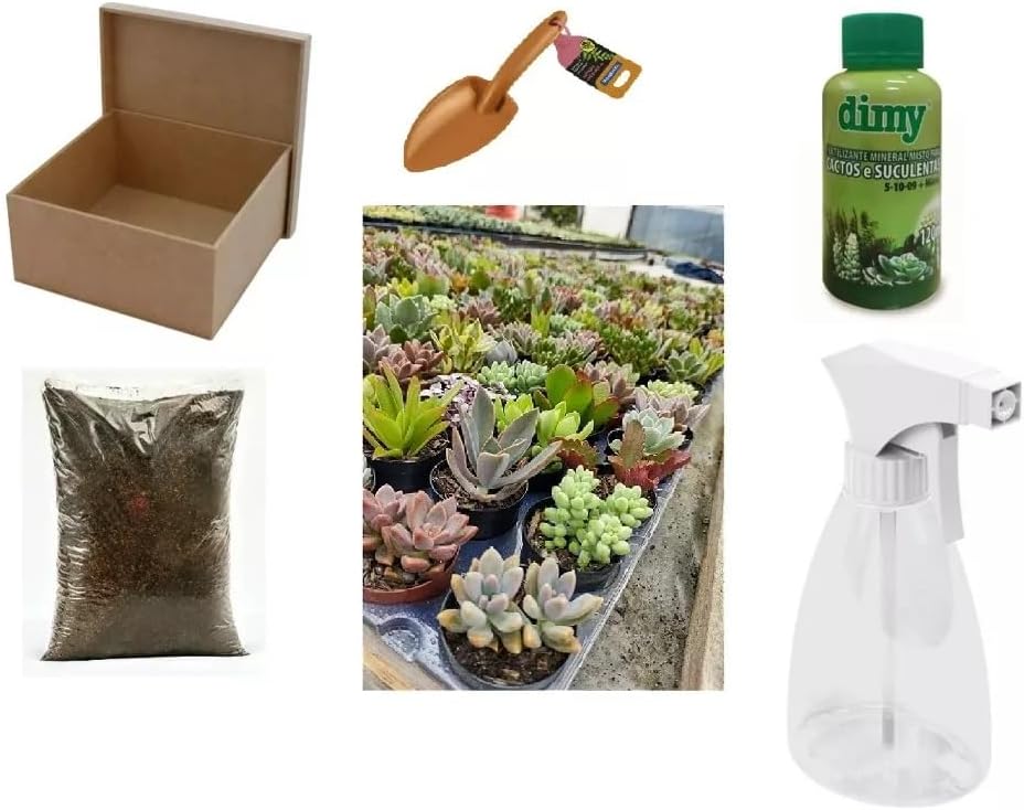 Kit Cultivo 10 Mudas Suculentas Naturais Terra Vasos Adubo E Pazinha 1 Kit Cultivo 10 Mudas Suculentas Naturais Terra Vasos Adubo E