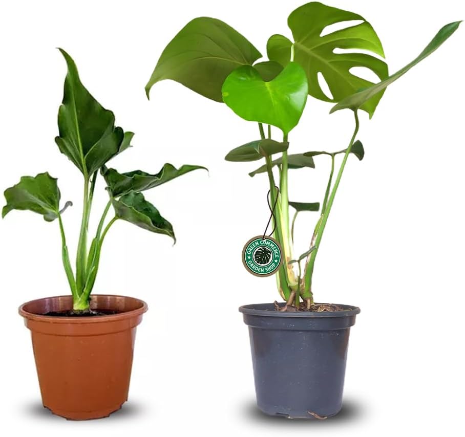 Kit com Mudas de Costela de Adão e Guaimbê Ideais para Ambientes Internos 1 Kit com Mudas de Costela de Adao e Guaimbe Ideais