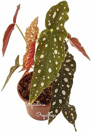 Muda De Begonia Maculata Planta Natural Exótica Com Vaso Plástico Rara 1 Muda De Begonia Maculata Planta Natural Exotica Com Vaso Plastico