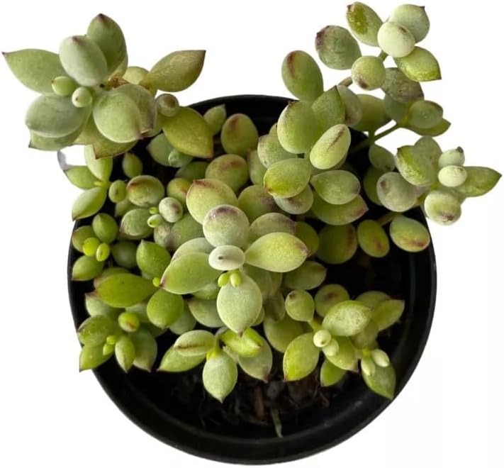 Muda Suculenta Cotyledon Pendens, Suculentas Raras para Colecionadores, Plantas Naturais 1 Muda Suculenta Cotyledon Pendens Suculentas Raras para Colecionadores Plantas Naturais