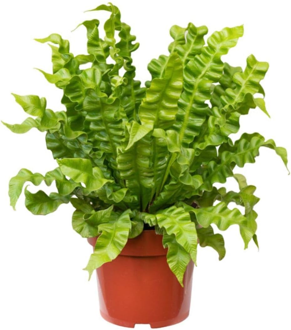Muda de Asplênio Crispy Pote 14 Planta Natural Pendente 40cm 1 Muda de Asplenio Crispy Pote 14 Planta Natural Pendente 40cm