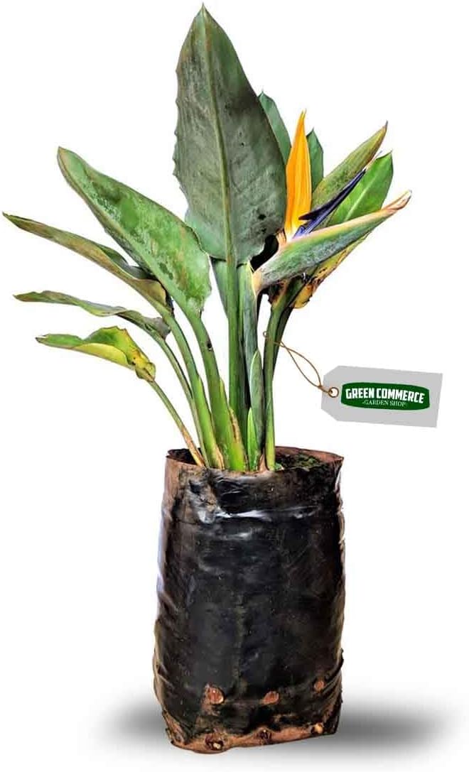 Muda de Estrelícia Ave do Paraíso Ideal Para Vasos e Jardins 1 Muda de Estrelicia Ave do Paraiso Ideal Para Vasos e
