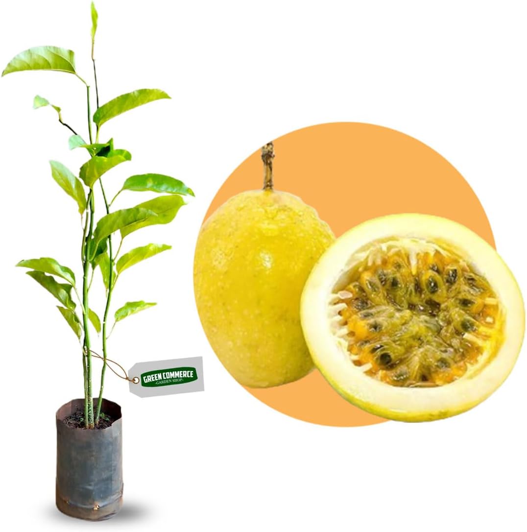 Muda de Maracujá Azedo Produtivo com Manual de Plantio 1 Muda de Maracuja Azedo Produtivo com Manual de Plantio