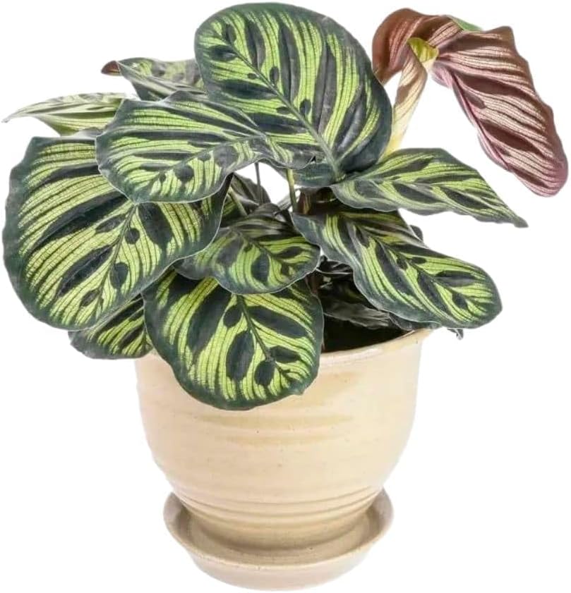 Muda de Maranta Makoyama Pote 12 Planta Natural 45cm 1 Muda de Maranta Makoyama Pote 12 Planta Natural 45cm