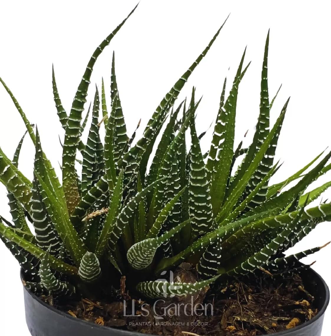 Mudas Cactos Rabo De Lagartixa Plantas Naturais Coleção Rara 1 Mudas Cactos Rabo De Lagartixa Plantas Naturais Colecao Rara
