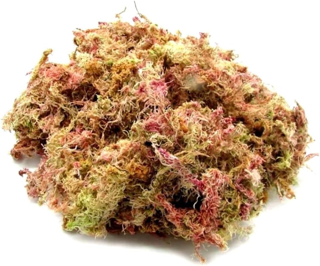 Musgo Esfagno Rosado 3L Seco P/Orquídeas Plantas Carnívoras 1 Musgo Esfagno Rosado 3L Seco POrquideas Plantas Carnivoras