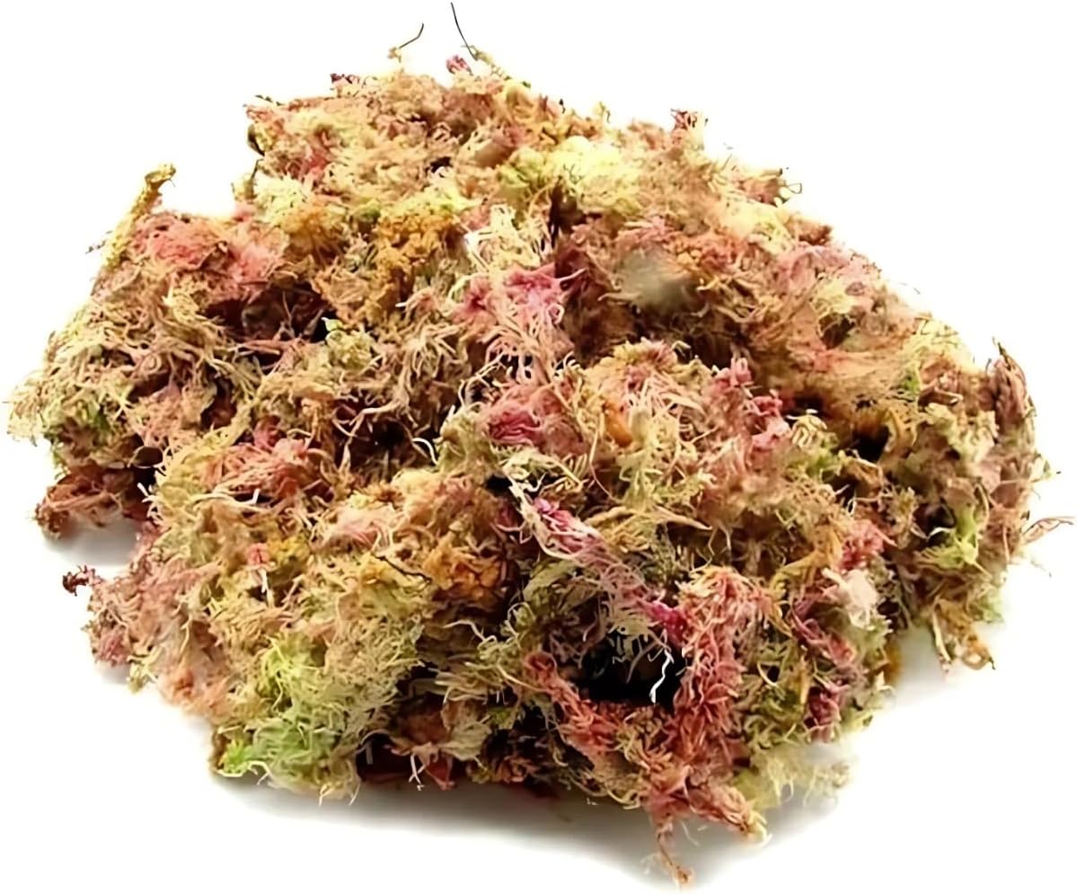 Musgo Sphagnum 40g Substrato Natural para Orquídeas Plantas Carnívoras e Decoração Alta Absorção e Pureza Superior 1 Musgo Sphagnum 40g Substrato Natural para Orquideas Plantas Carnivoras e