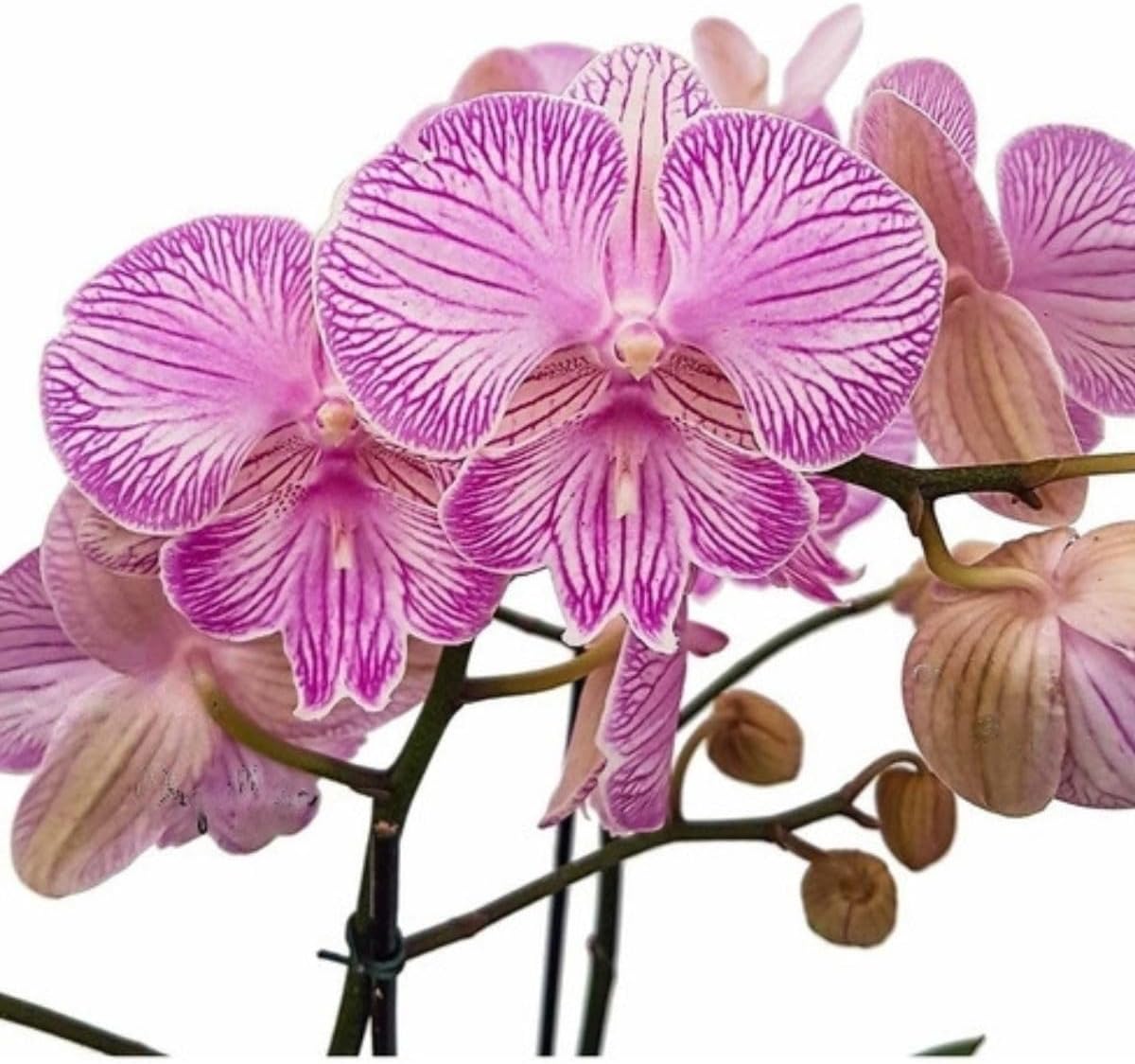 Orquídea Phalaenopsis Trilabelo Planta Adulta Flor Rosa Natural Decoração Jardins 1 Orquidea Phalaenopsis Trilabelo Planta Adulta Flor Rosa Natural Decoracao Jardins