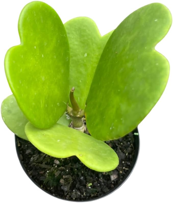 Suculenta Coração Hoya, Planta Natural, Mudas Lindas, Fácil Cultivo 1 Suculenta Coracao Hoya Planta Natural Mudas Lindas Facil Cultivo