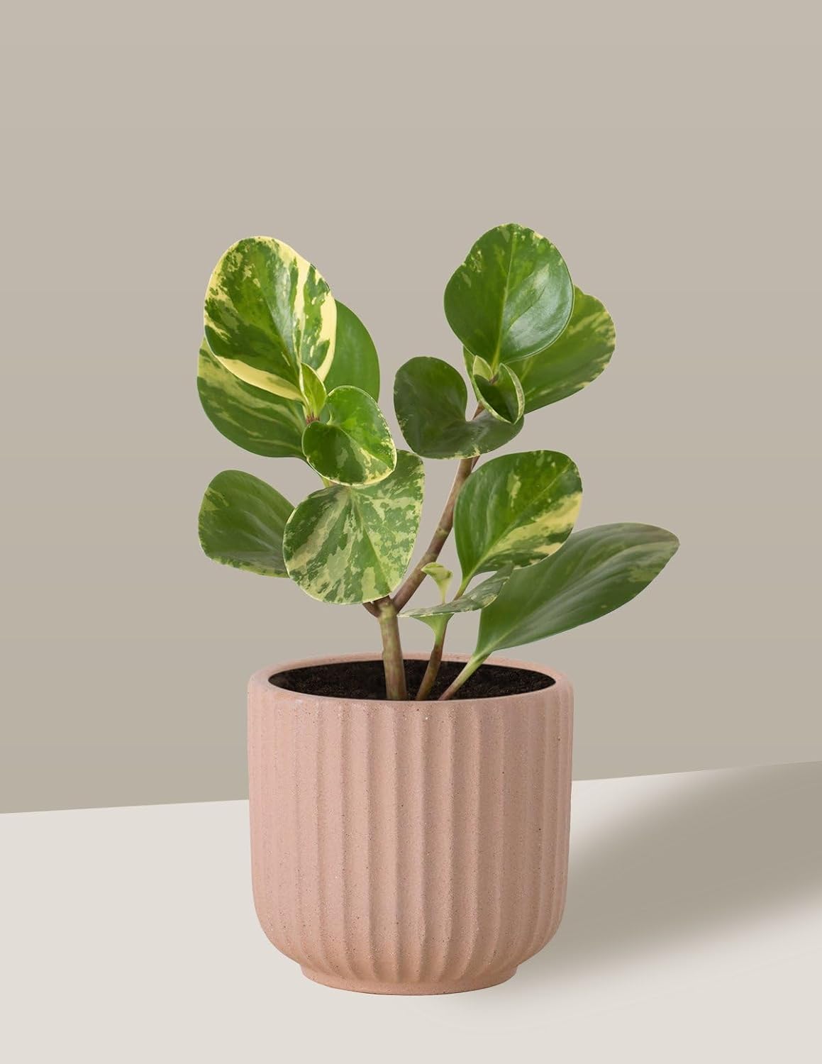 Vaso Cachepô de Cerâmica para Plantas Camurça PE 1 Vaso Cachepo de Ceramica para Plantas Camurca PE