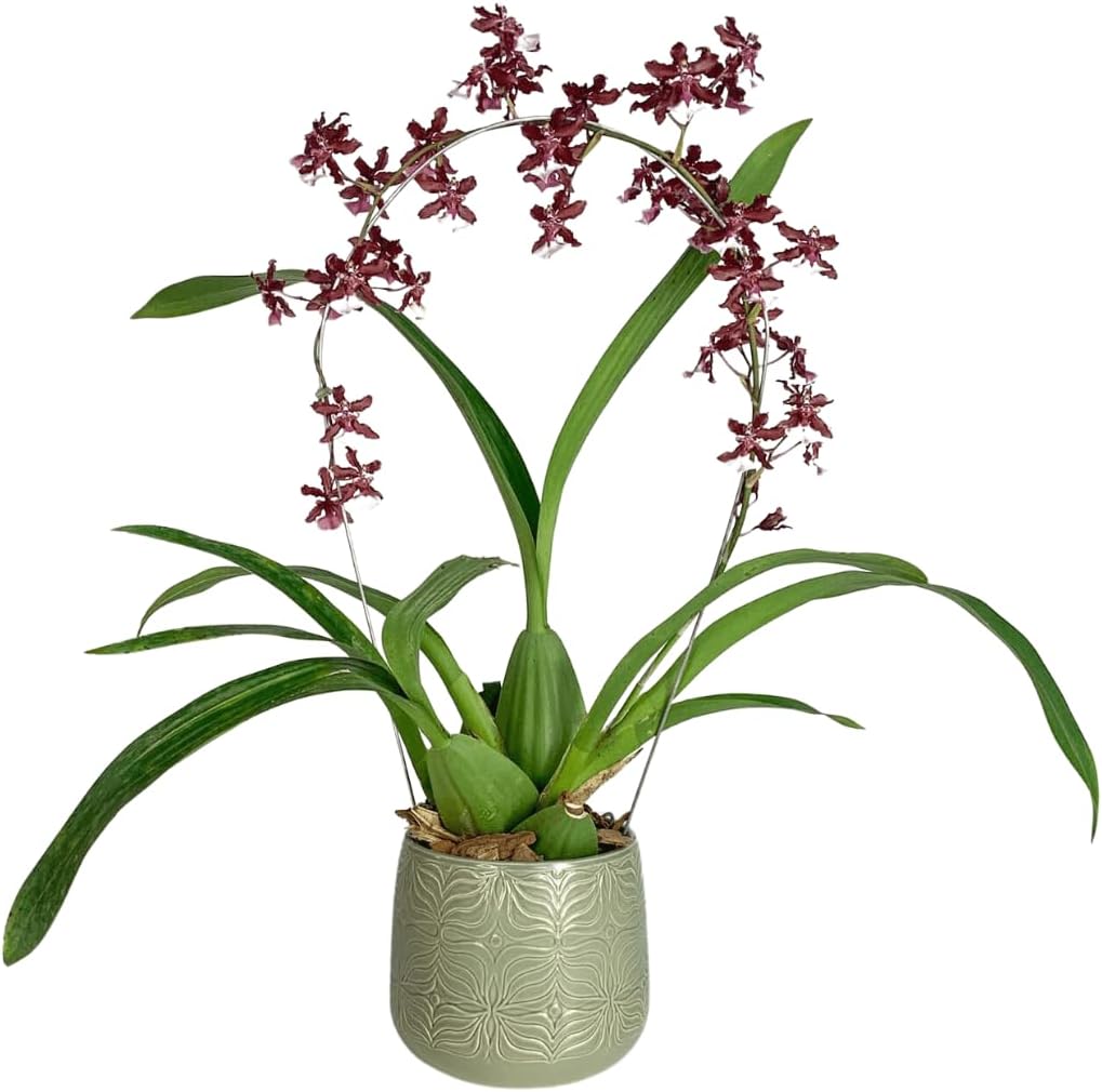 Vaso de Mesa para Plantas Decorativo Cachepot de Ceramica Verde