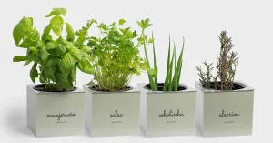 Conheça o kit de plantio que está transformando apartamentos em hortas produtivas