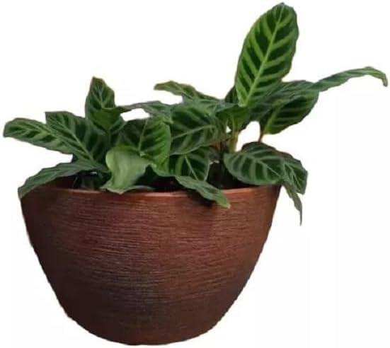 Vaso De Planta Para Parede Meia Lua Vertical Jardim M (Preto) 1 Vaso De Planta Para Parede Meia Lua Vertical Jardim M