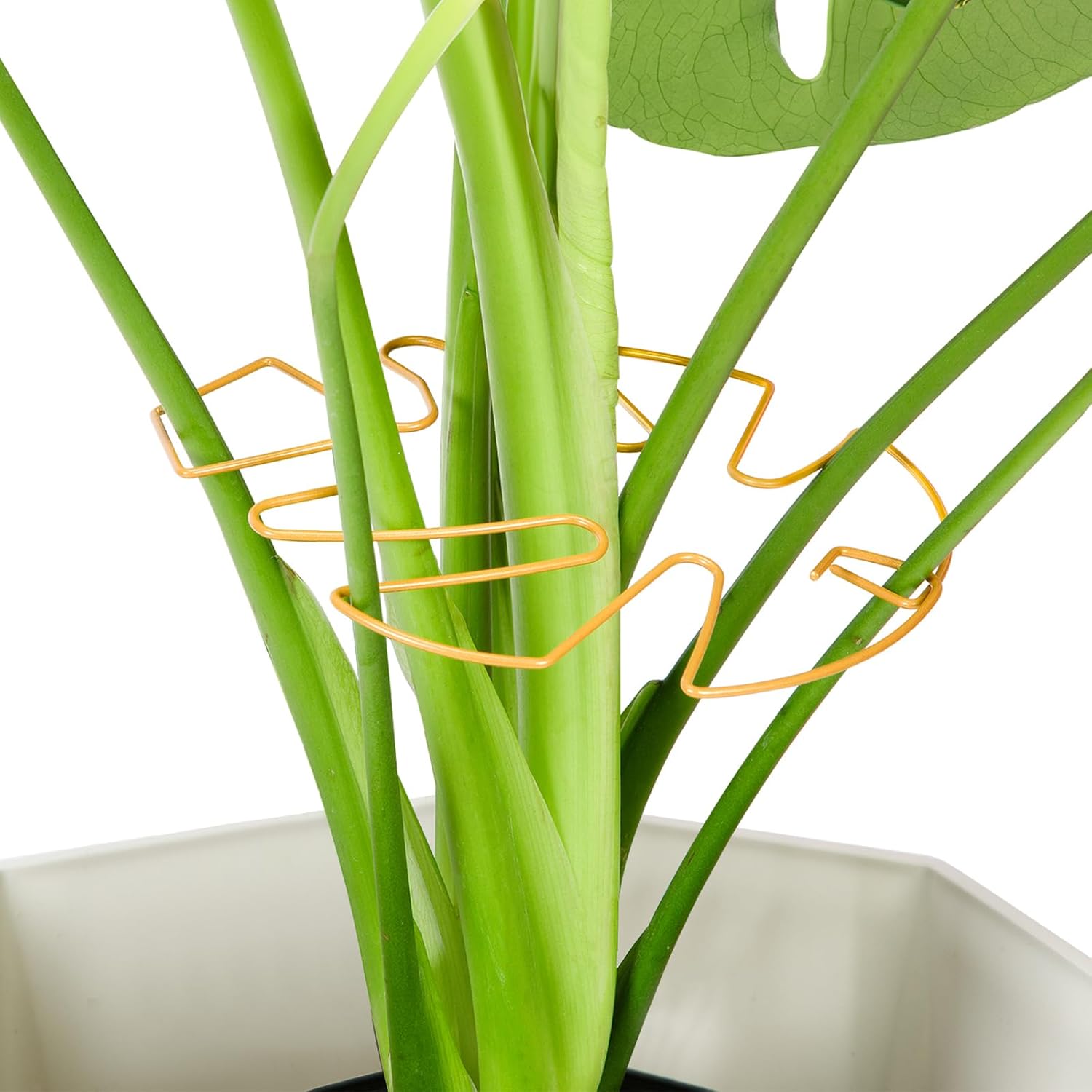 Yeomant 6 peças de suporte de planta Iron Monstera, acessórios de plantas de interior com design exclusivo, estacas de suporte de plantas estáveis para plantas internas, conjunto de grampos de bambu 1 Yeomant 6 pecas de suporte de planta Iron Monstera acessorios
