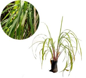 Muda de Citronela (Cymbopogon winterianus) Altura de 20 a 40cm – planta aromática repelente natural de insetos, ideal para vasos, jardins, cultivo orgânico, uso medicinal, controle de pragas 1 Muda de Citronela (Cymbopogon winterianus) Altura de 20 a 40cm – planta aromática repelente natural de insetos, ideal para vasos, jardins, cultivo orgânico, uso medicinal, controle de pragas