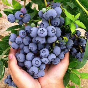 Muda De Mirtilo Blueberry Ideal Para Vaso