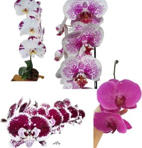 Phalaenopsis Cores Variadas Cor Surpresa Planta Adulta