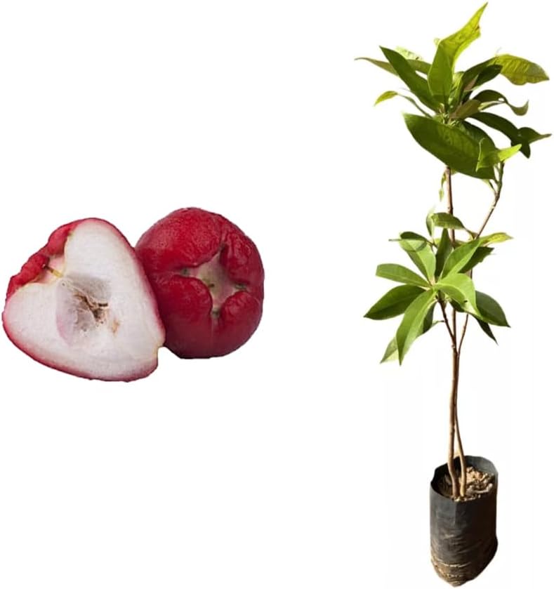 AMK Jardinagem e Paisagismo Muda de Jambo Roxo 20 a