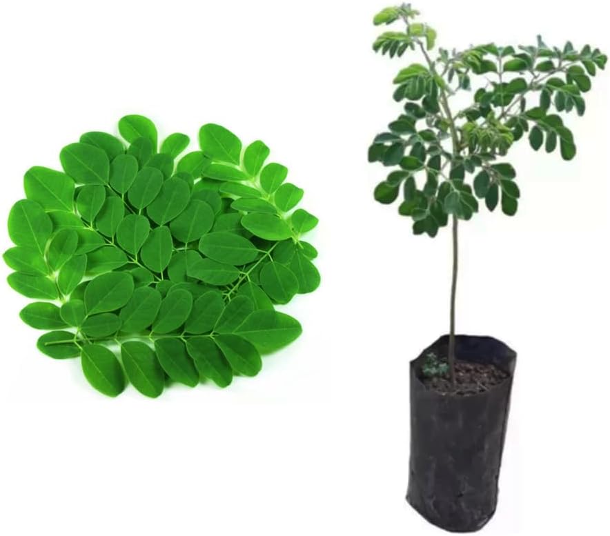 AMK Jardinagem e Paisagismo Muda de Moringa 20 a 40cm