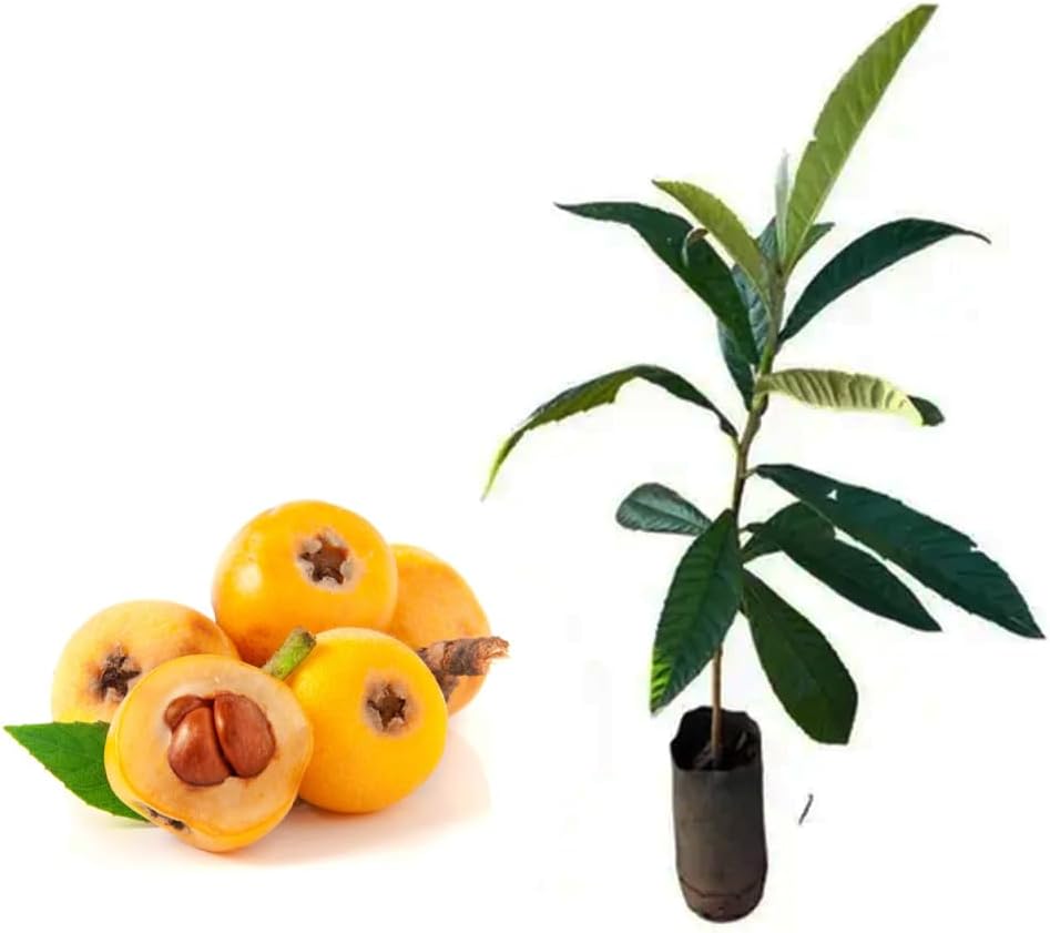 AMK Jardinagem e Paisagismo Muda de Nespera 20 a 40cm