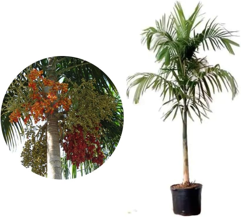 AMK Jardinagem e Paisagismo, Muda de Palmeira Carpentaria 20 a 40cm AMK - Plantas Online 1 AMK Jardinagem e Paisagismo Muda de Palmeira Carpentaria 20 a