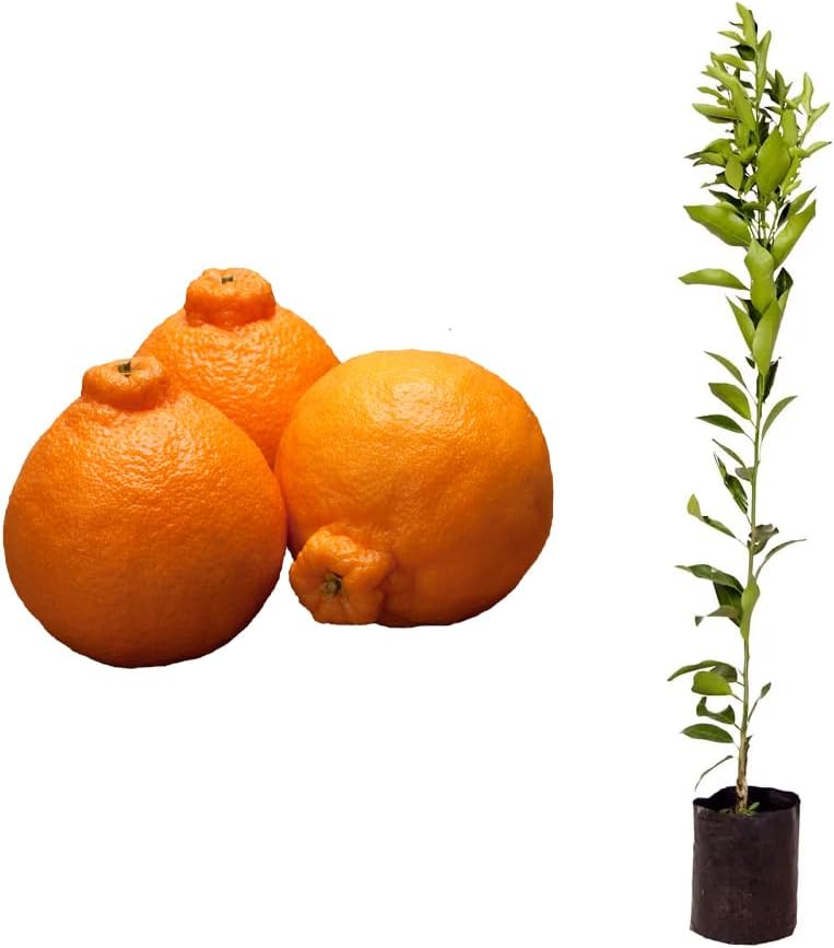 AMK Jardinagem e Paisagismo Muda de Tangerina Dekopon 50 a