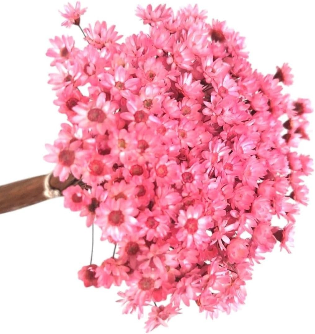 Flor Desidratada Sempre Viva C/1.200 flores Rosa Decoração Festa Decoração de Casamento 8 Buquês (8) 1 Flor Desidratada Sempre Viva C1200 flores Rosa Decoracao Festa Decoracao