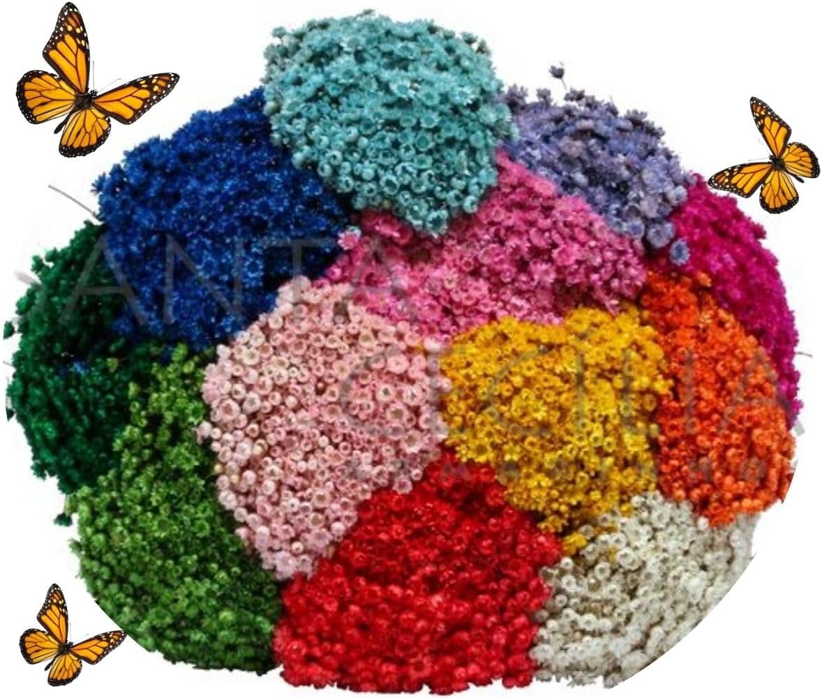 Flor Desidratada Sempre Viva Multicolorida – Kit com ate 1200