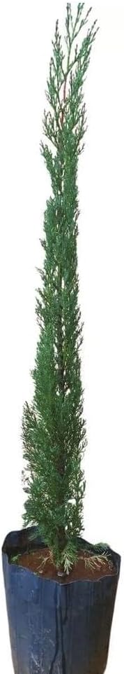 Muda de Cipreste Italiano (Cupressus sempervirens) Altura de 20 a 40cm – Planta para cerca viva, paisagismo vertical, vasos grandes, jardins formais, crescimento ereto, ornamental e resistente 1 Muda de Cipreste Italiano Cupressus sempervirens Altura de 20 a