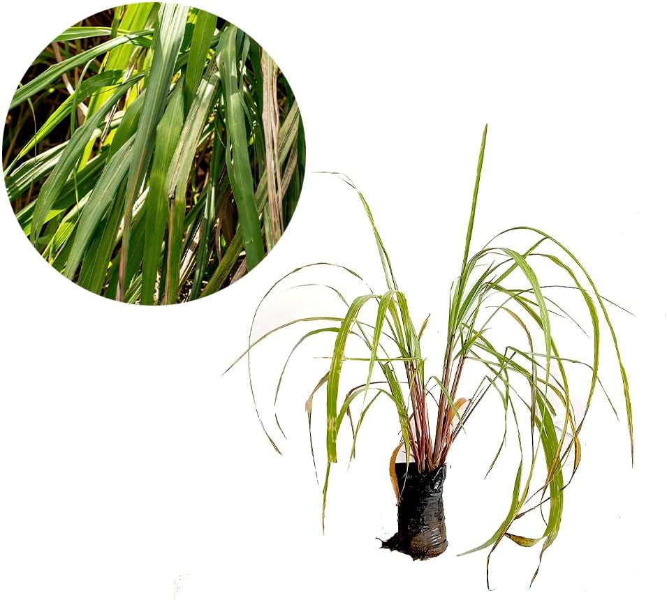 Muda de Citronela (Cymbopogon winterianus) Altura de 20 a 40cm – planta aromática repelente natural de insetos, ideal para vasos, jardins, cultivo orgânico, uso medicinal, controle de pragas 1 Muda de Citronela Cymbopogon winterianus Altura de 20 a 40cm