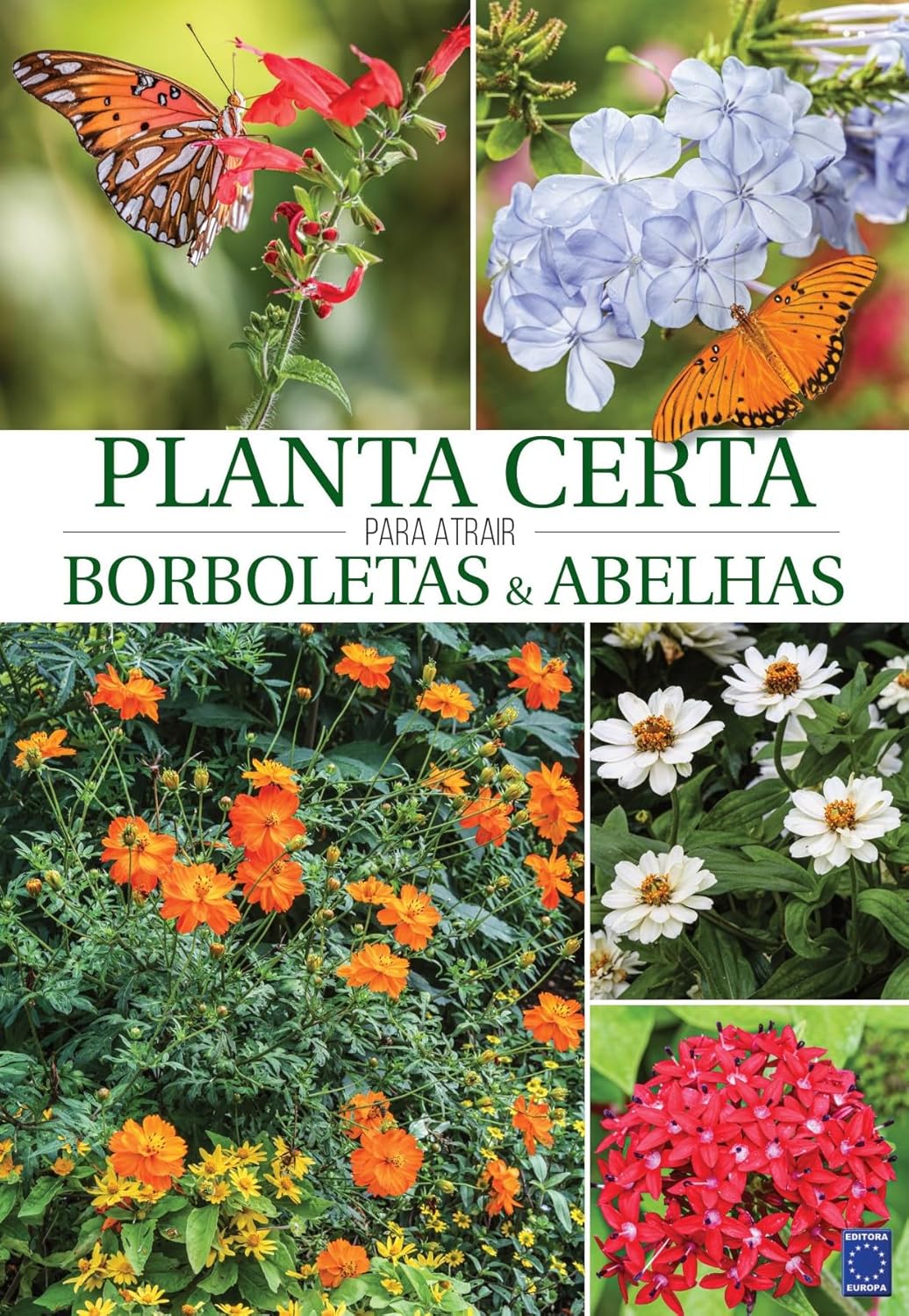 Planta Certa para atrair Borboletas e Abelhas