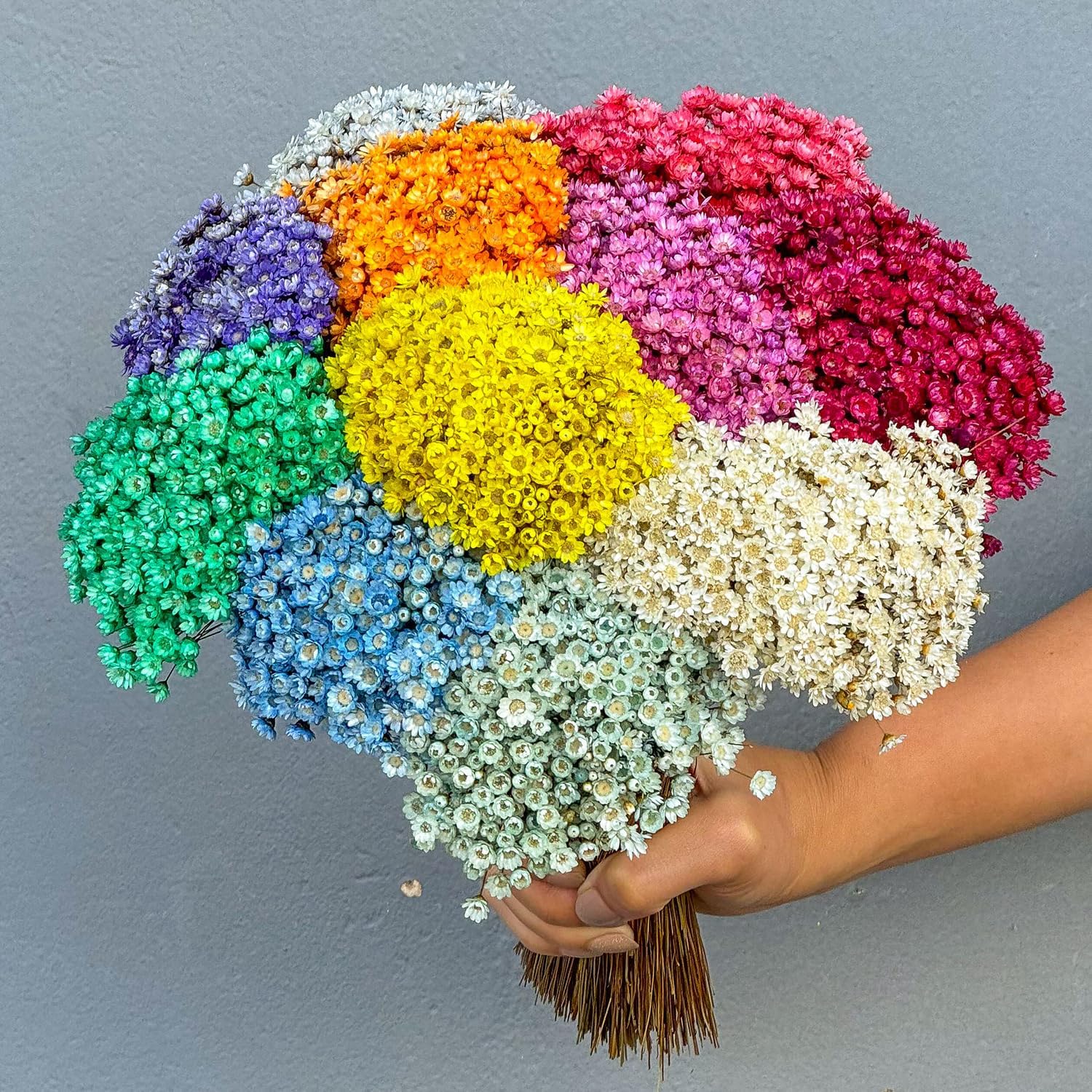 Sempre vivas COLORIDAS EXTRA, kit com 500 flores secas desidratadas para casamento (COLORIDAS VARIADAS, 1000) 1 Sempre vivas COLORIDAS EXTRA kit com 500 flores secas desidratadas