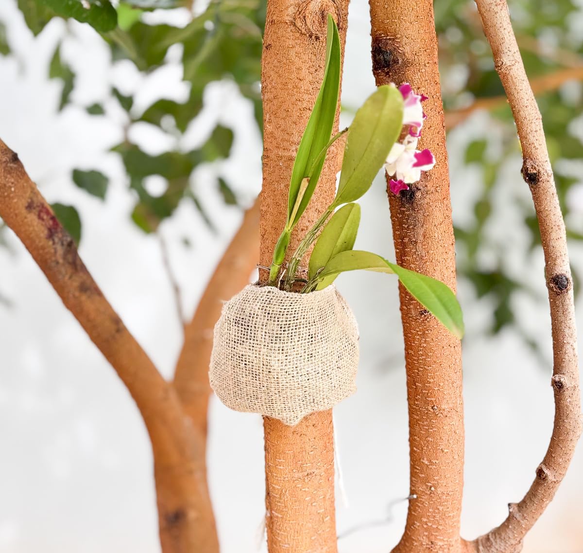 Fixador de Orquidea Suporte para Planta com Substrato Premium Kit