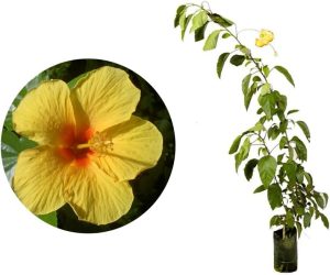 AMK Jardinagem e Paisagismo, Muda de Hibisco Amarelo 20 a 40cm AMK - Plantas Online