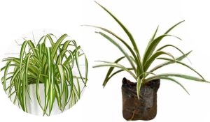 AMK Jardinagem e Paisagismo, Muda de Clorofito 20 a 40cm AMK - Plantas Online