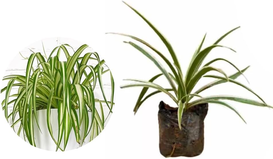 AMK Jardinagem e Paisagismo Muda de Clorofito 20 a 40cm