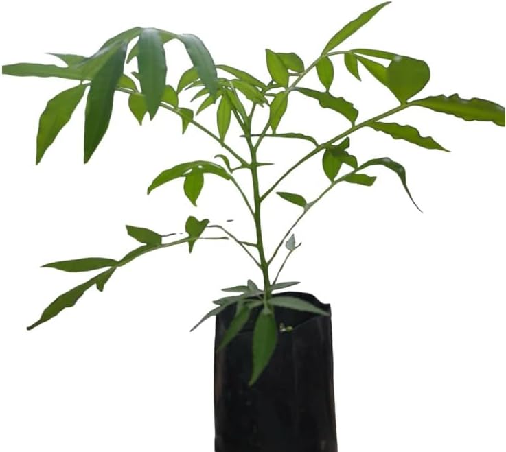 Caja Manga Anao Precoce Planta natural organica muda
