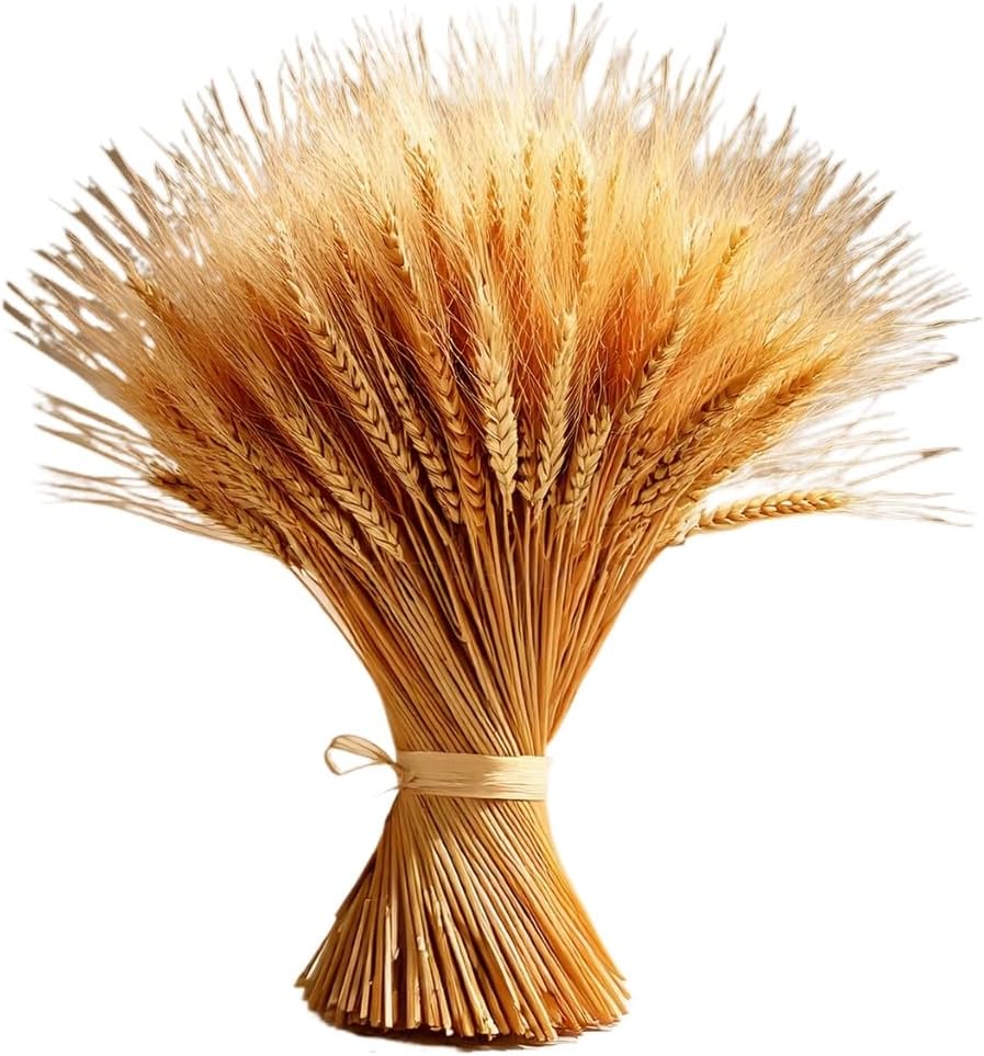 Flores Secas,400 Hastes de Trigo Flores Secas Para Decoração Sala Casamento Buquê Convite Arranjo Mesa Festa (400) 1 Flores Secas400 Hastes de Trigo Flores Secas Para Decoracao Sala