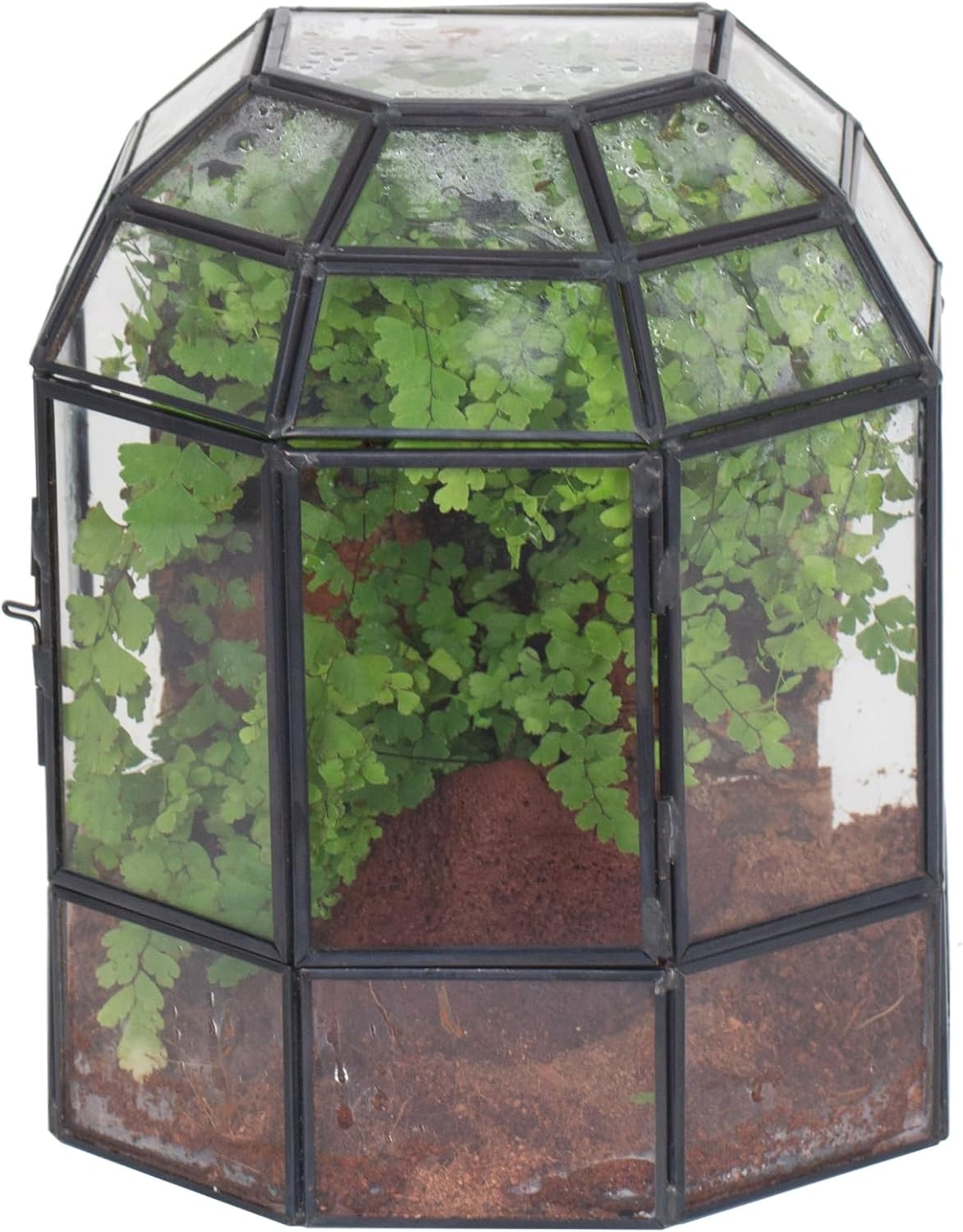 NCYP Terrario de vidro geometrico de meia cupula com porta