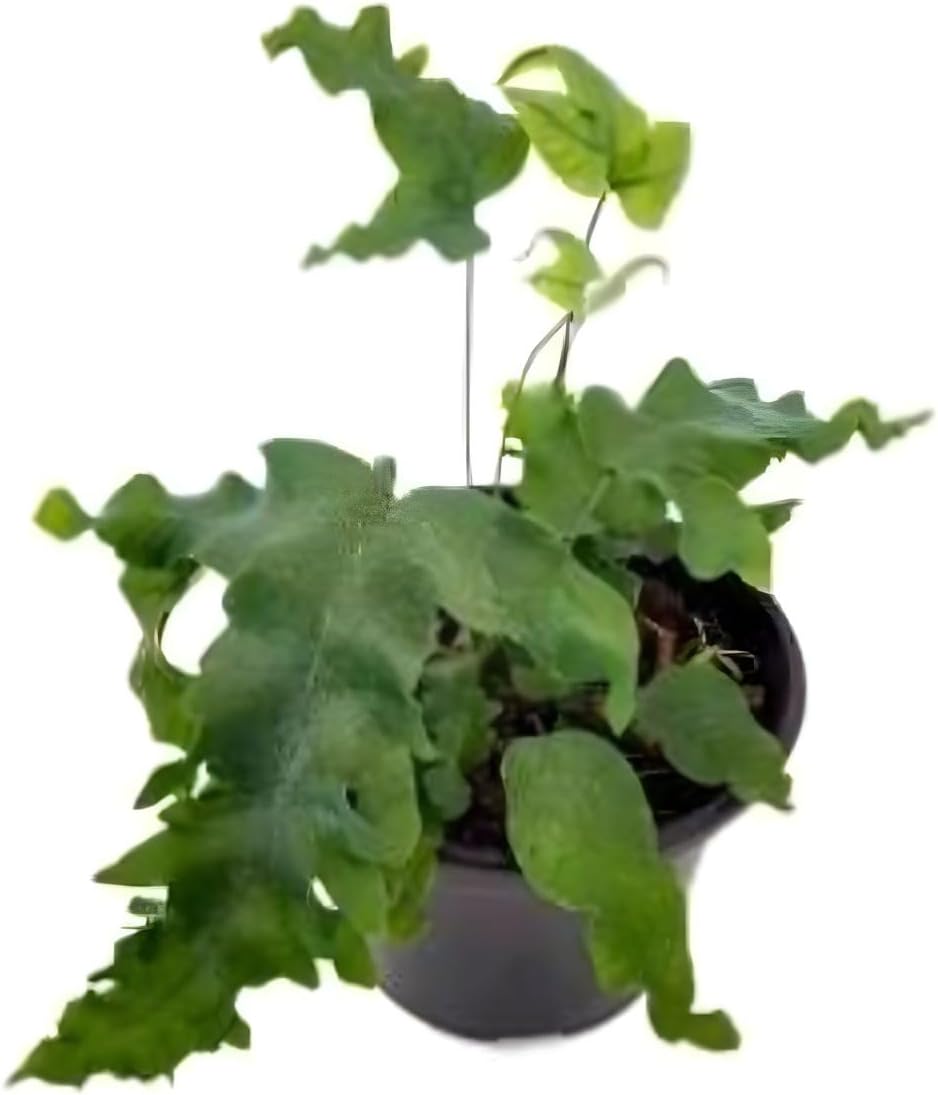 Samambaia Azul Polypodium Aureum Planta Pequena em Vaso Plastico 10 cm