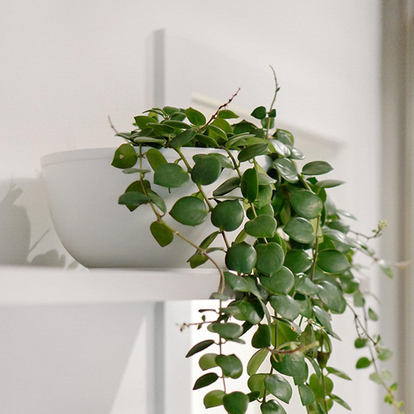 Selvvva Vaso decorativo para Flores ou Plantas CachepoCachepot Metalico Cuia