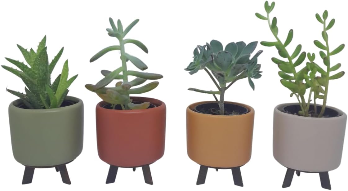 Vaso Cachepot Cerâmica Suculenta Mini Kit 04 Vasos (Kit 01) 1 Vaso Cachepot Ceramica Suculenta Mini Kit 04 Vasos Kit 01