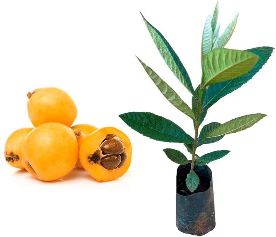 AMK Jardinagem e Paisagismo Muda de Ameixa Amarela 20 a