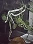 Plantas de répteis para acessórios de tanque de dragão barbudo, decoração artificial de planta de terrário para gaiola de cobra, planta falsa para habitat de lagartixa leopardo, pítons de bola 23 Imagem do cliente