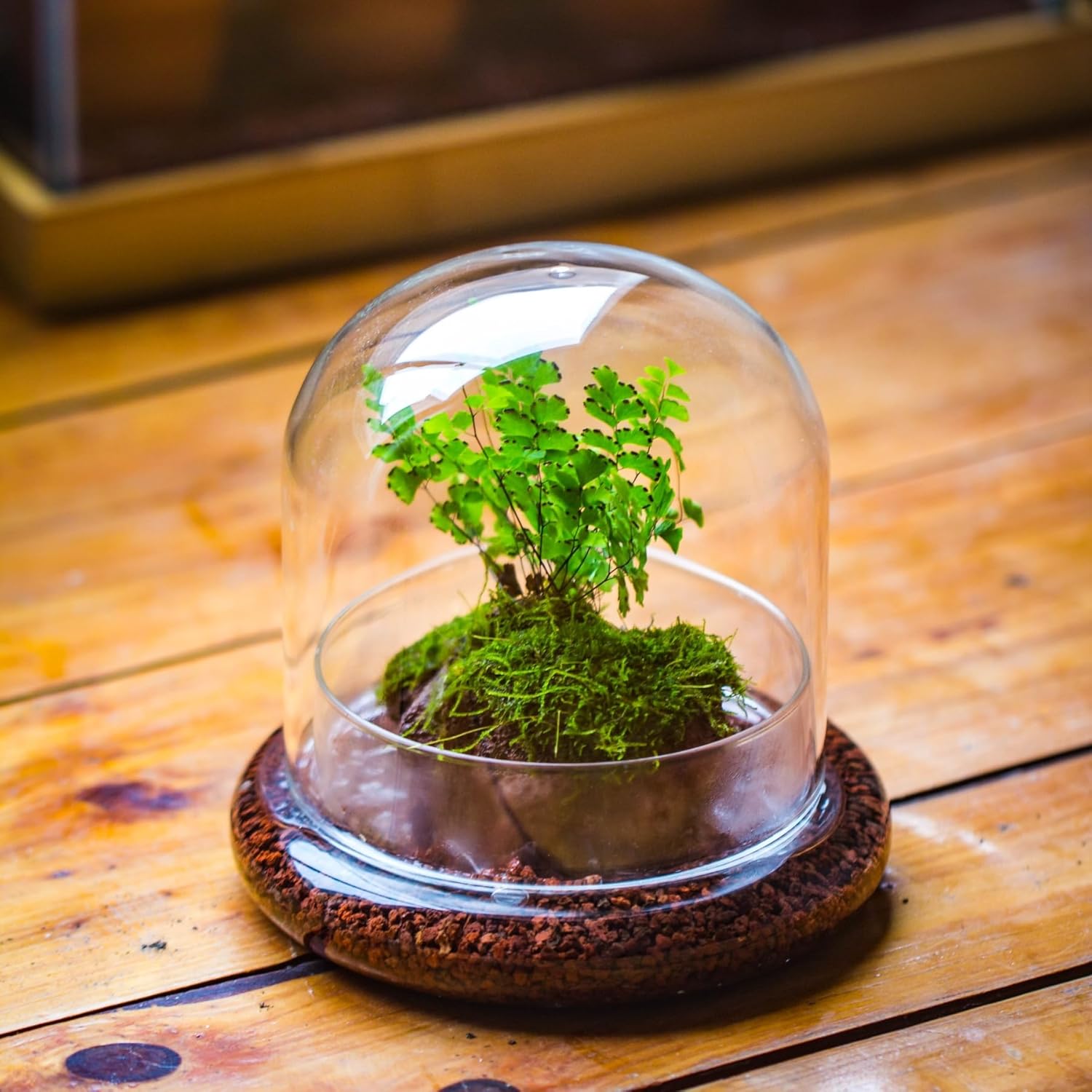 Cúpula de vidro pequena com base - 15 x 15 x 14 cm - Frasco de vidro transparente - Terrário para exibição de mesa doméstica, decoração interna (não inclui plantas) 1 Cupula de vidro pequena com base 15 x 15
