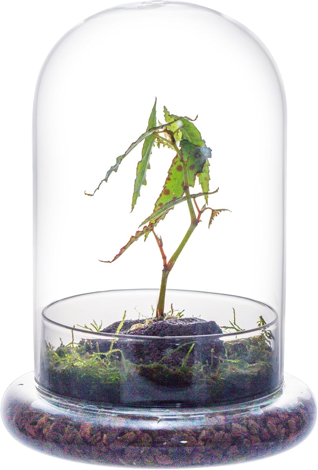 NCYP Cupula cloche de vidro com orificio de ar e